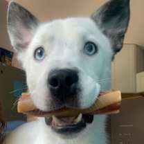 Thumbnail photo of Anubis #3