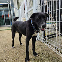 Thumbnail photo of Boa #3