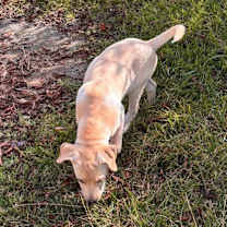 Thumbnail photo of Bodhi #2