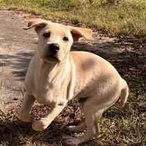 Thumbnail photo of Bodhi #4