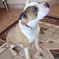 Thumbnail photo of Texas #4