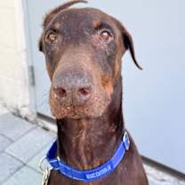 Thumbnail photo of Sway 3498 #4