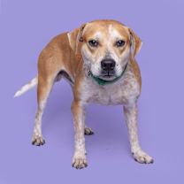 Thumbnail photo of Buddy #2