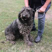 Thumbnail photo of Sapphire #2