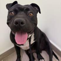 Thumbnail photo of Fanny #2