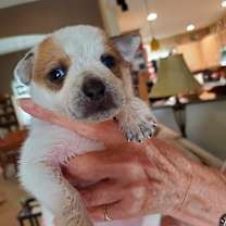 Thumbnail photo of Cali #3