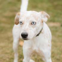 Thumbnail photo of Butler #1