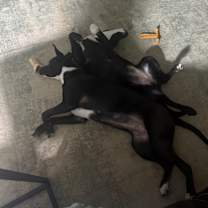 Thumbnail photo of Bella and Lulu #4