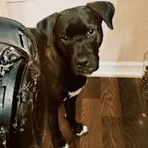 Thumbnail photo of Pepper #3