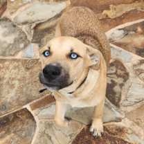 Thumbnail photo of Piddles #1