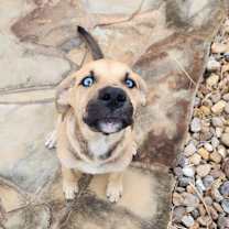 Thumbnail photo of Piddles #2