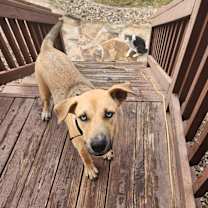 Thumbnail photo of Piddles #3