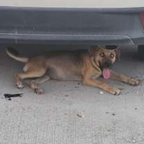 Thumbnail photo of Piddles #4