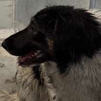 Thumbnail photo of Luna #4