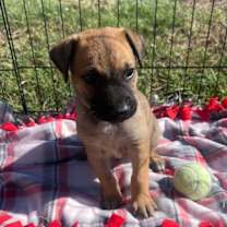 Thumbnail photo of Sparrow's Falcon (Orange) #1