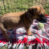 Thumbnail photo of Sparrow's Falcon (Orange) #3