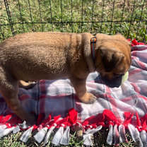 Thumbnail photo of Sparrow's Falcon (Orange) #4