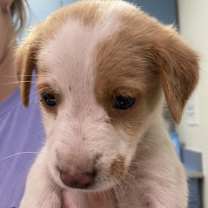 Thumbnail photo of Brie #2