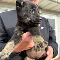 Thumbnail photo of Zaida #2