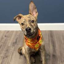 Thumbnail photo of Xolo #1