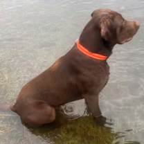 Thumbnail photo of Drake #2