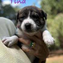 Thumbnail photo of Tina #4