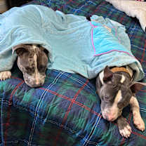 Thumbnail photo of Waylon #4