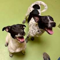 Thumbnail photo of Dottie #2