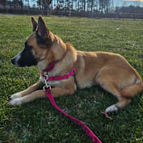 Thumbnail photo of Penny #3