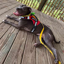 Thumbnail photo of Marshall #3