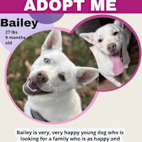 Thumbnail photo of Bailey #2