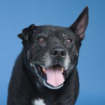 Thumbnail photo of CARBON #1