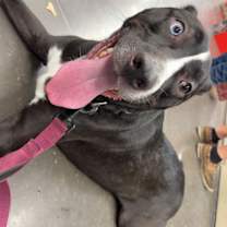 Thumbnail photo of Zadie #4