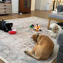 Thumbnail photo of Tarot #2