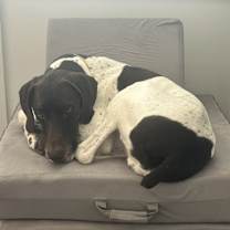 Thumbnail photo of Louis #1