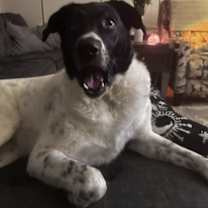 Thumbnail photo of Petunia #2