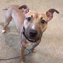 Thumbnail photo of Stitch V 135 #3