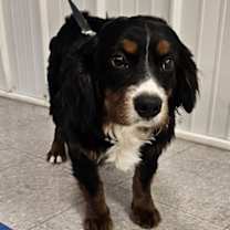 Thumbnail photo of Bernie #3