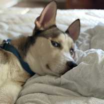 Thumbnail photo of Loki #2