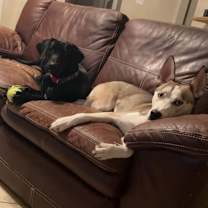 Thumbnail photo of Loki #3