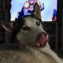 Thumbnail photo of Aurelius #4