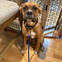 Thumbnail photo of Peewee #2