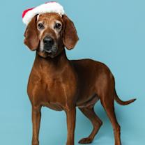 Thumbnail photo of Rusty #2