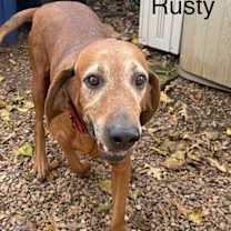 Thumbnail photo of Rusty #3