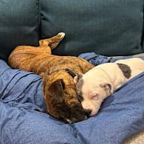 Thumbnail photo of Amelia #2