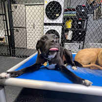 Thumbnail photo of Walker #4