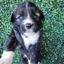 Thumbnail photo of 59856175 #1