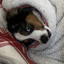 Thumbnail photo of Blue #2