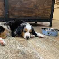 Thumbnail photo of Blue #3