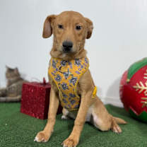 Thumbnail photo of Cherry Pop #4